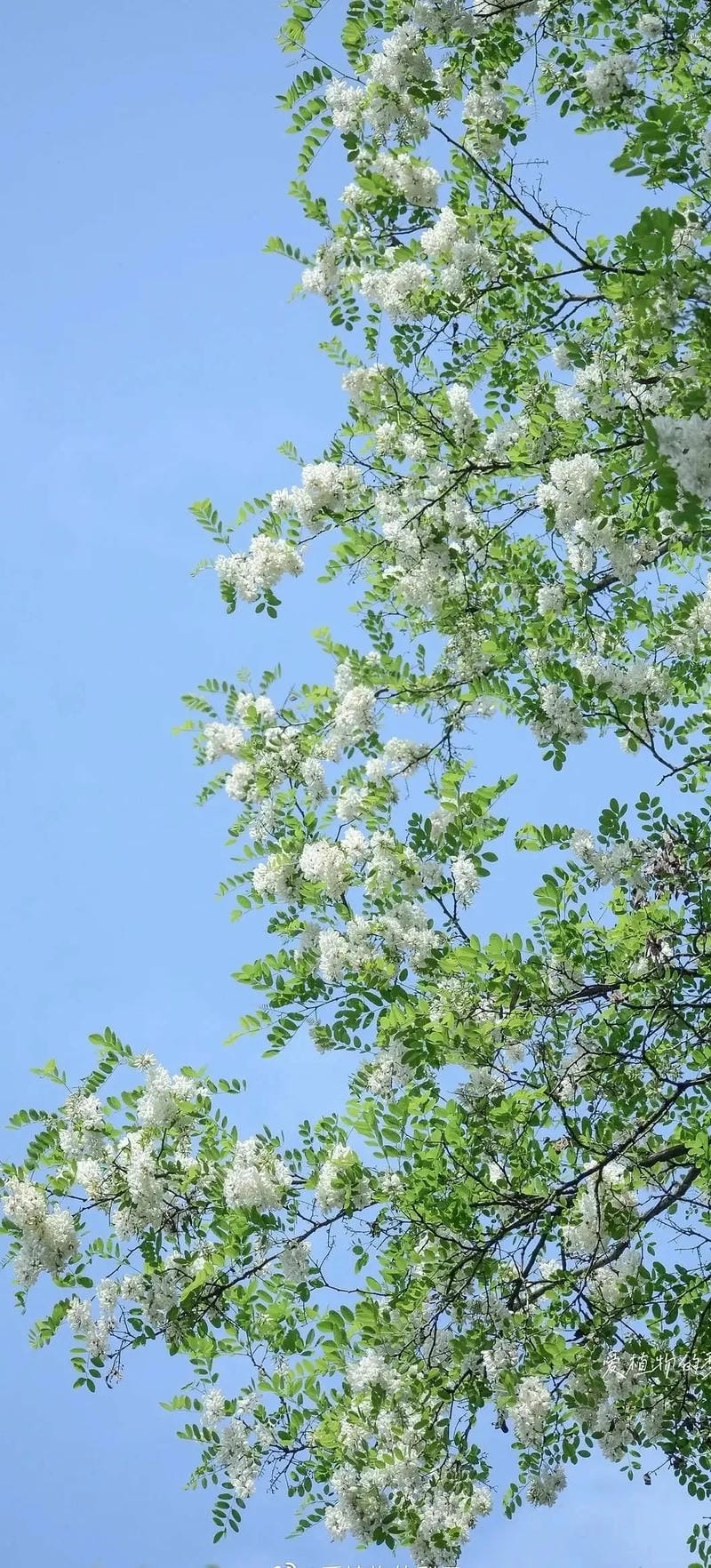 hinh-nen-menh-moc (10)