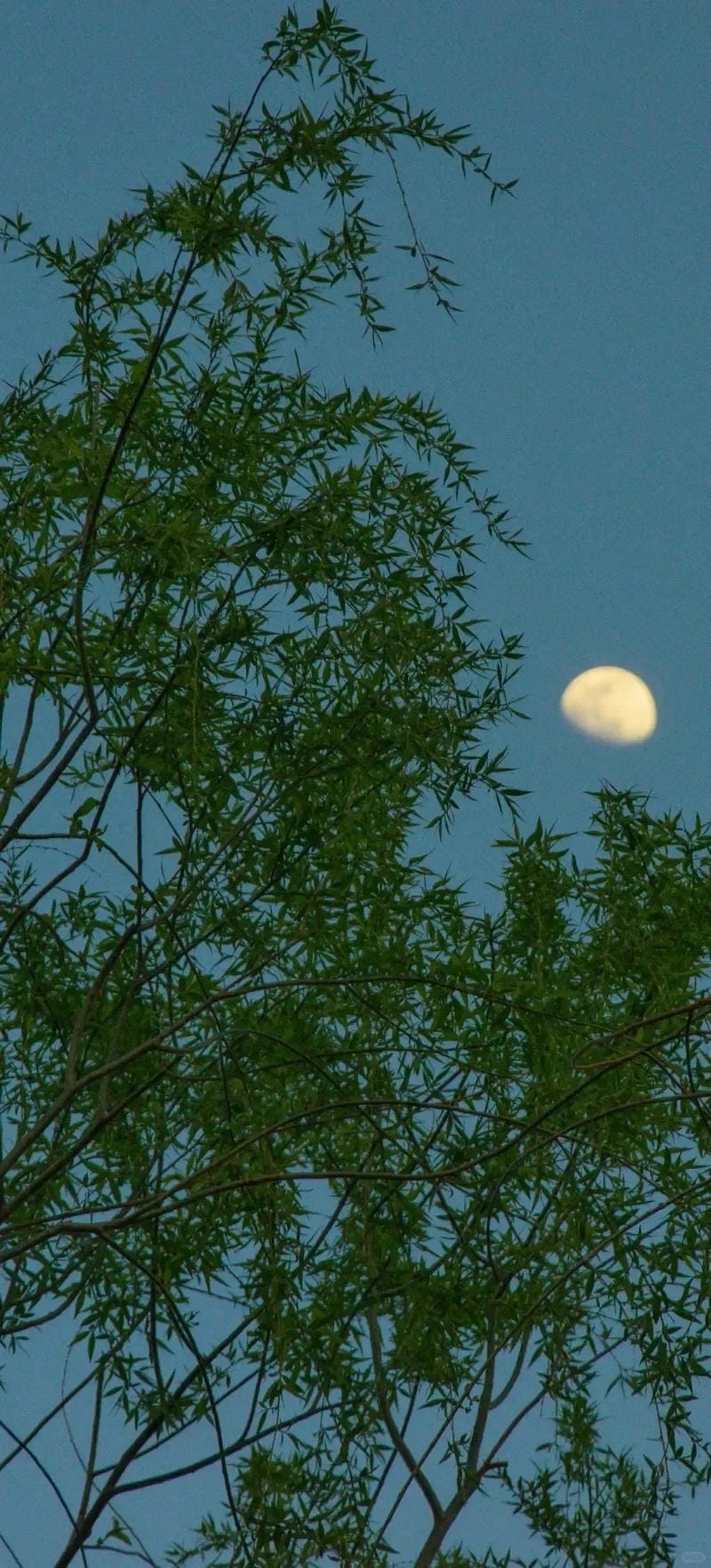 hinh-nen-menh-moc (11)