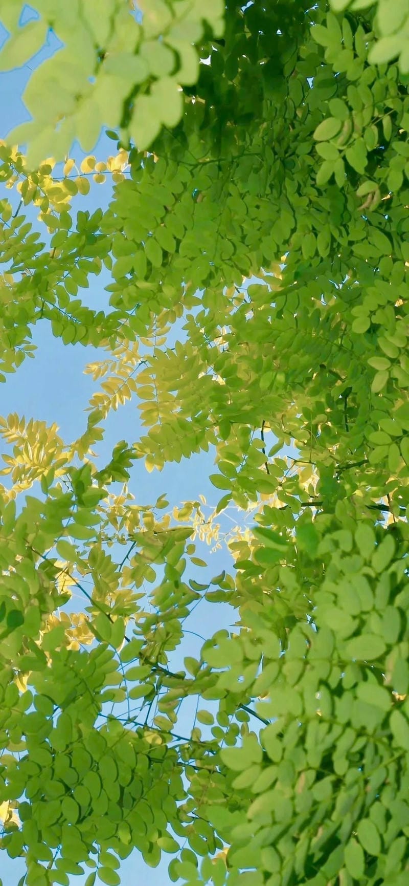 hinh-nen-menh-moc (3)