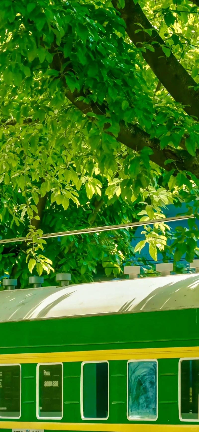 hinh-nen-menh-moc (7)