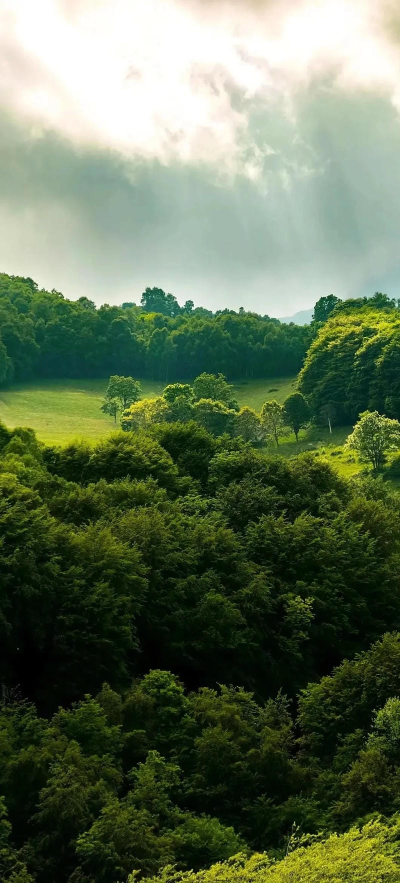 hinh-nen-menh-moc (9)