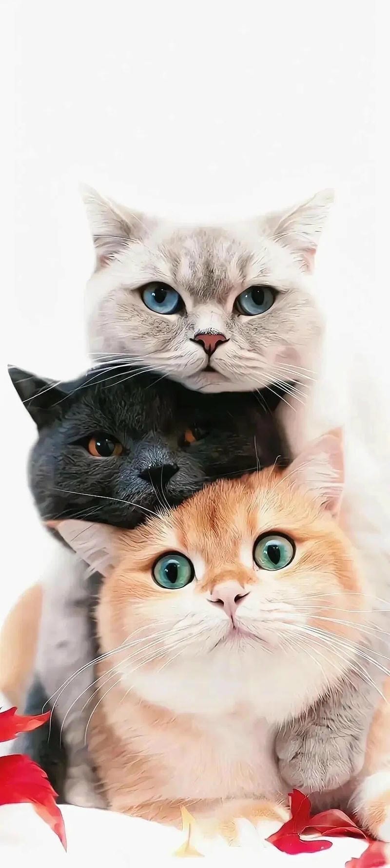 99+ Hình nền con mèo cute, dễ thương nhất cho điện thoại và máy tính