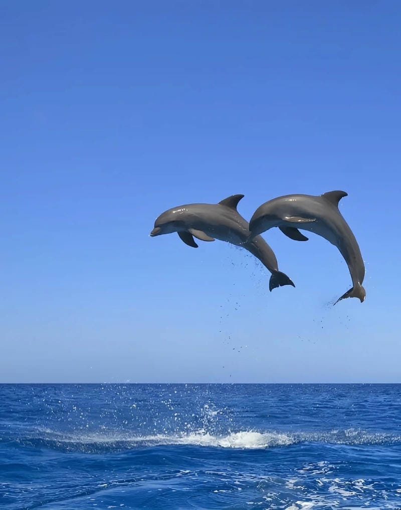 hinh-nen-ca-heo (33)