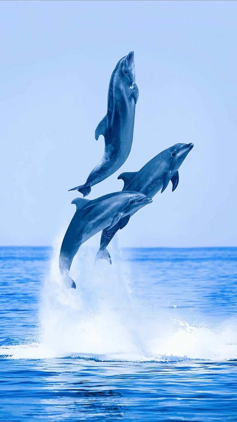 hinh-nen-ca-heo (37)