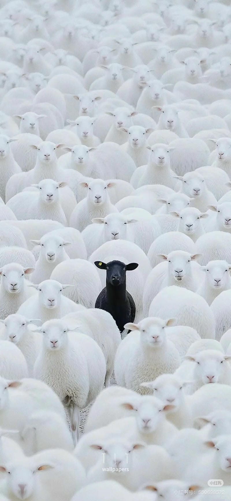 hinh-nen-con-cuu (16)