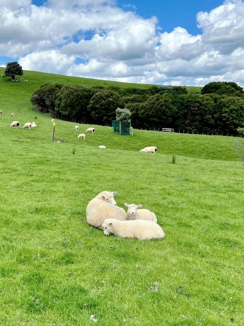 hinh-nen-con-cuu (24)