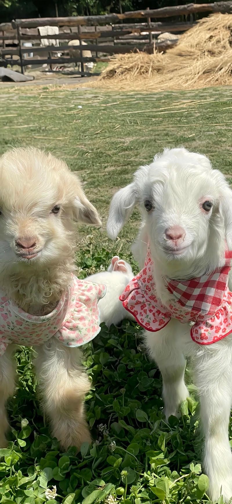 hinh-nen-con-cuu (28)