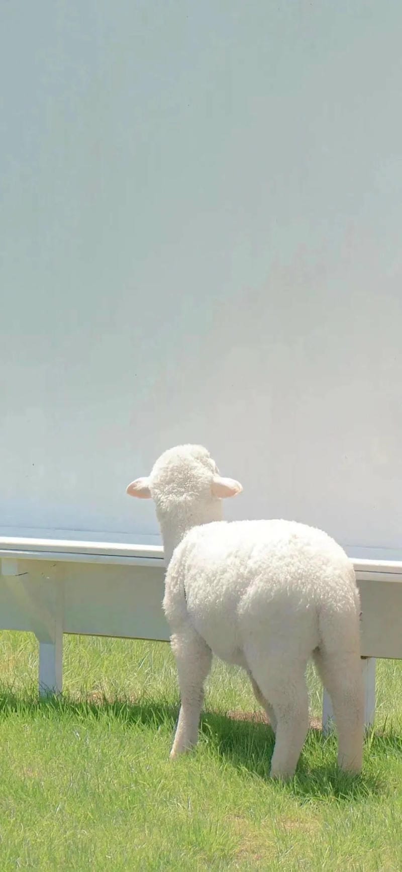 hinh-nen-con-cuu (29)