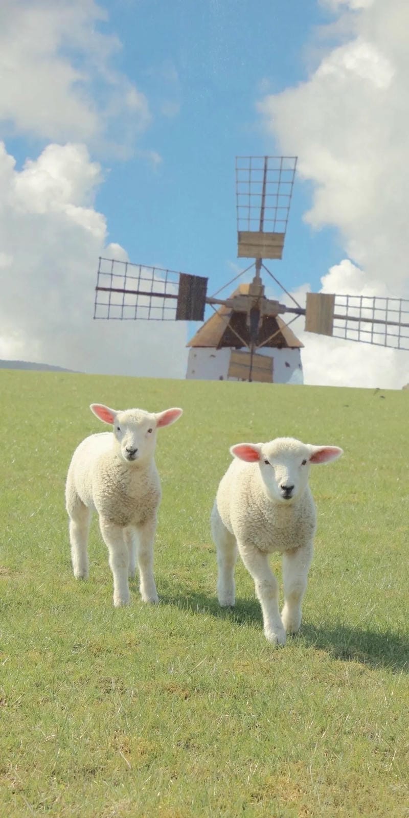 hinh-nen-con-cuu (30)