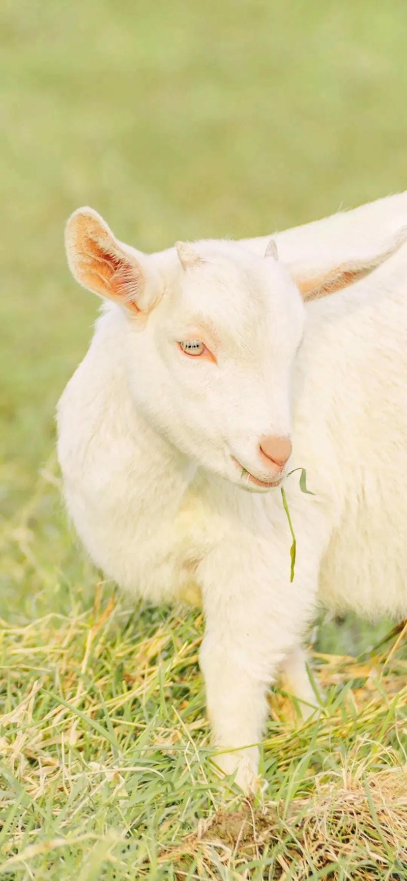 hinh-nen-con-cuu (31)