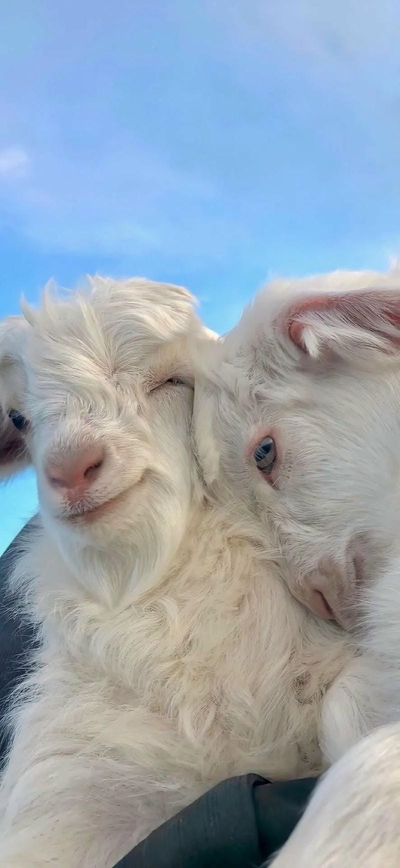 hinh-nen-con-cuu (32)