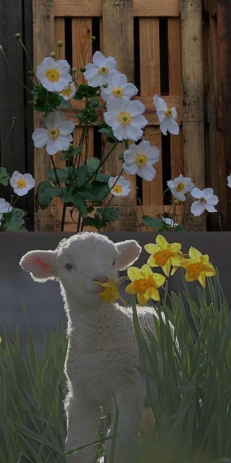 hinh-nen-con-cuu (33)