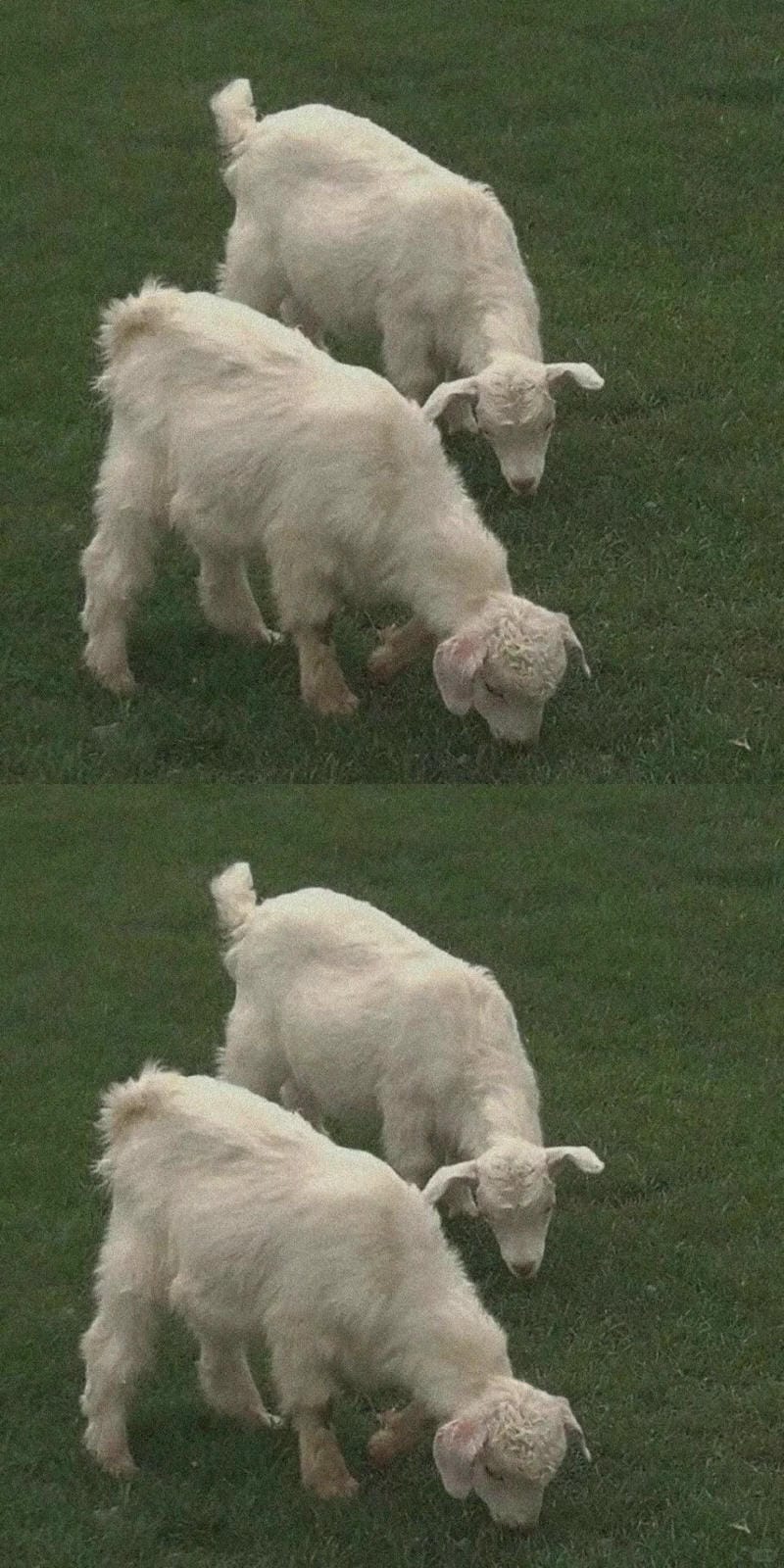 hinh-nen-con-cuu (34)