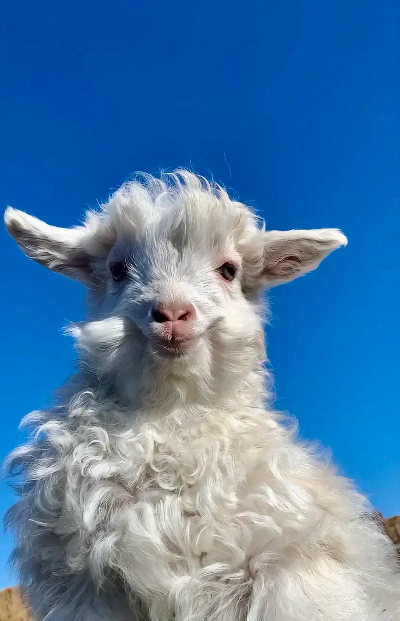 hinh-nen-con-cuu (38)