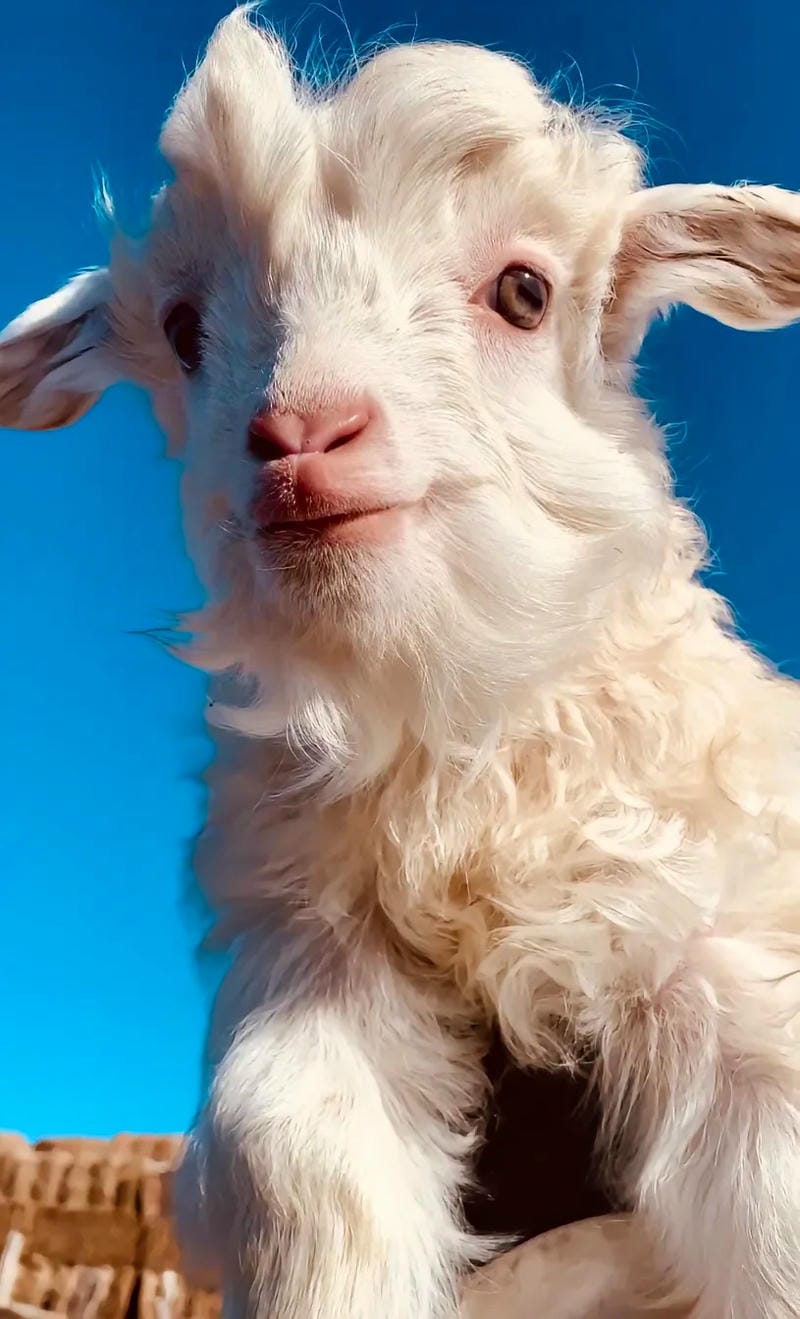 hinh-nen-con-cuu (39)