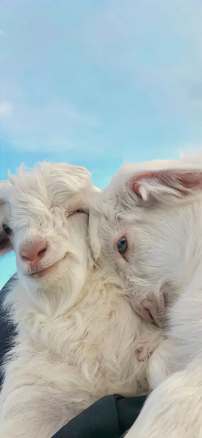 hinh-nen-con-cuu (40)