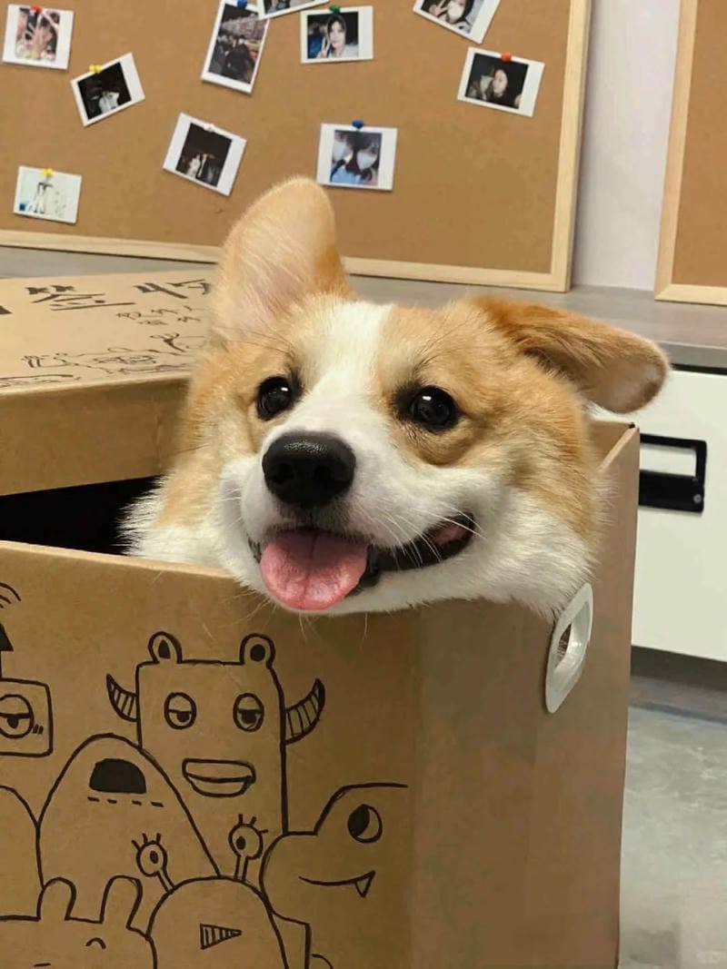 hinh-nen-corgi (1)
