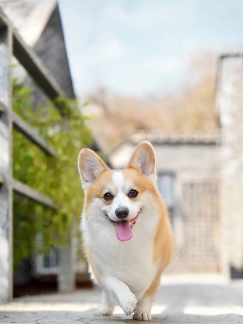 hinh-nen-corgi (10)