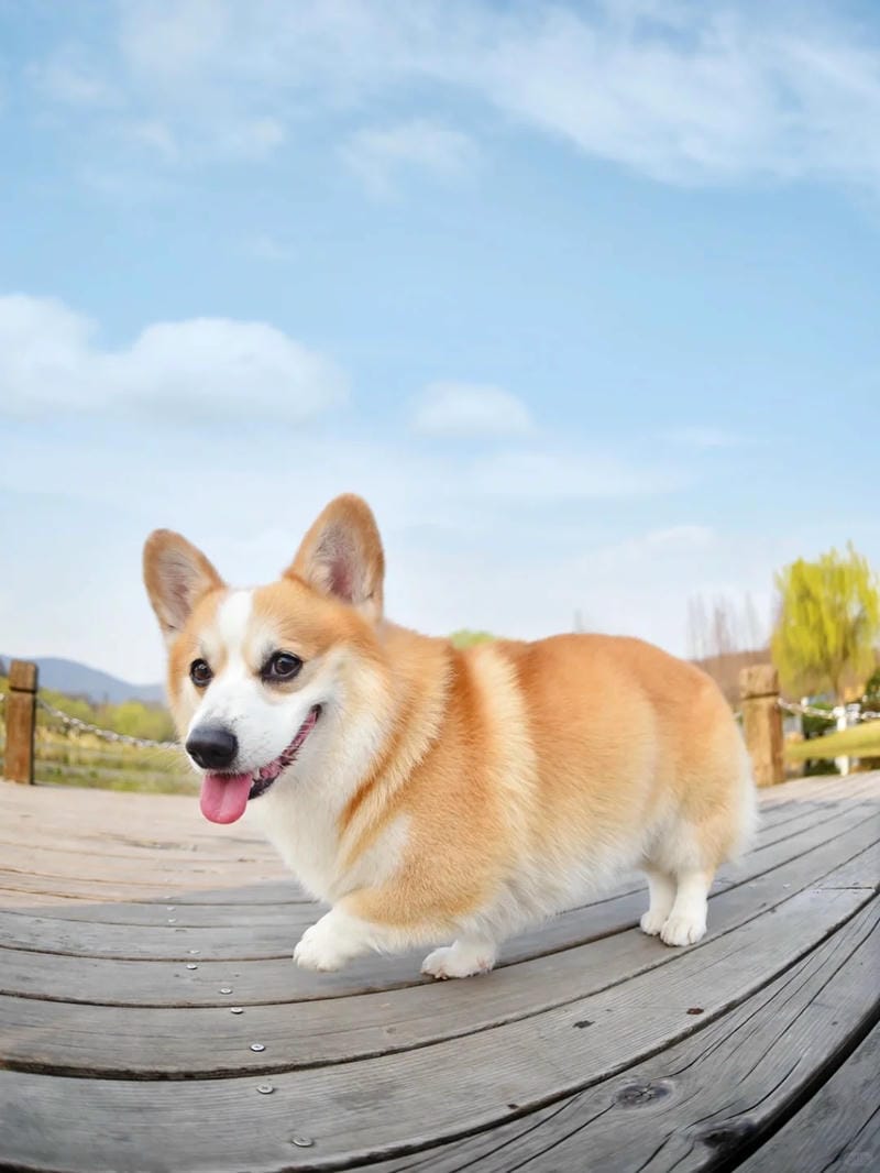 hinh-nen-corgi (11)