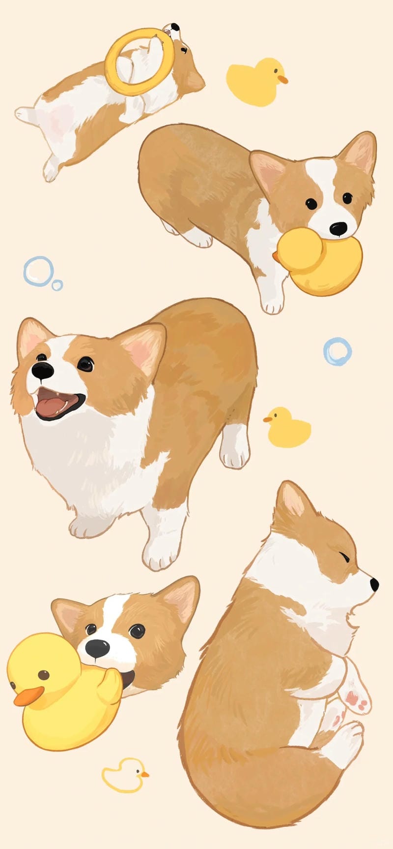 hinh-nen-corgi (13)