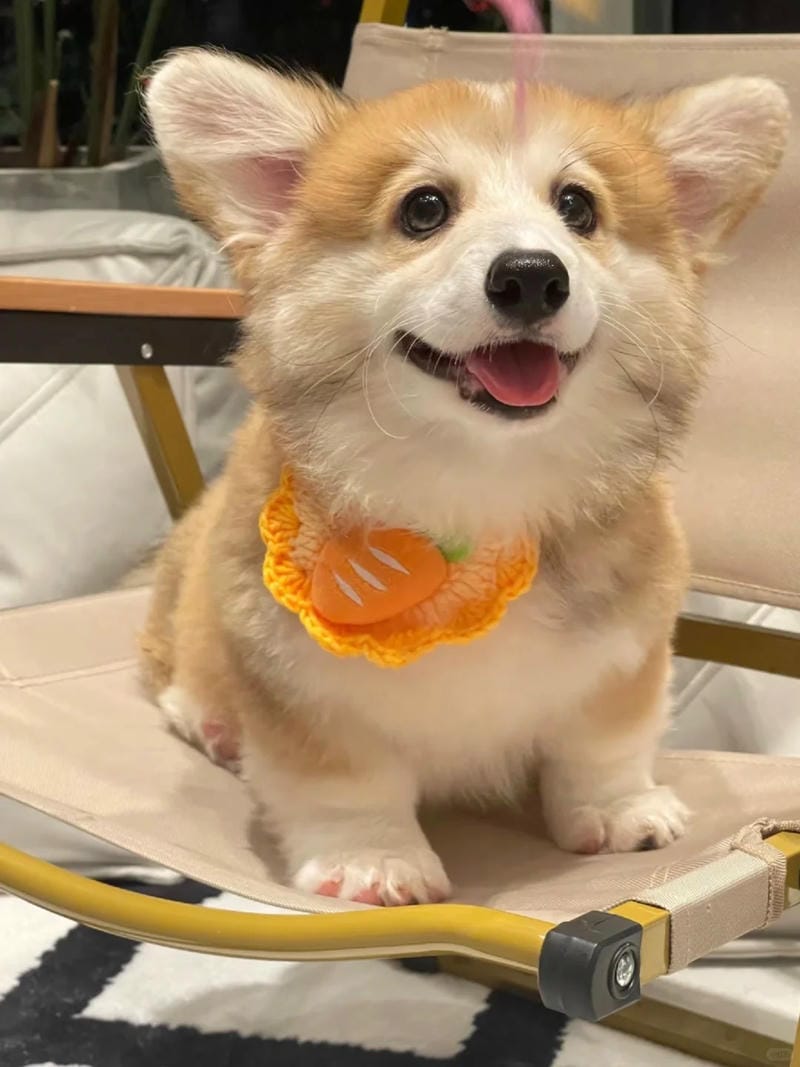 hinh-nen-corgi (16)