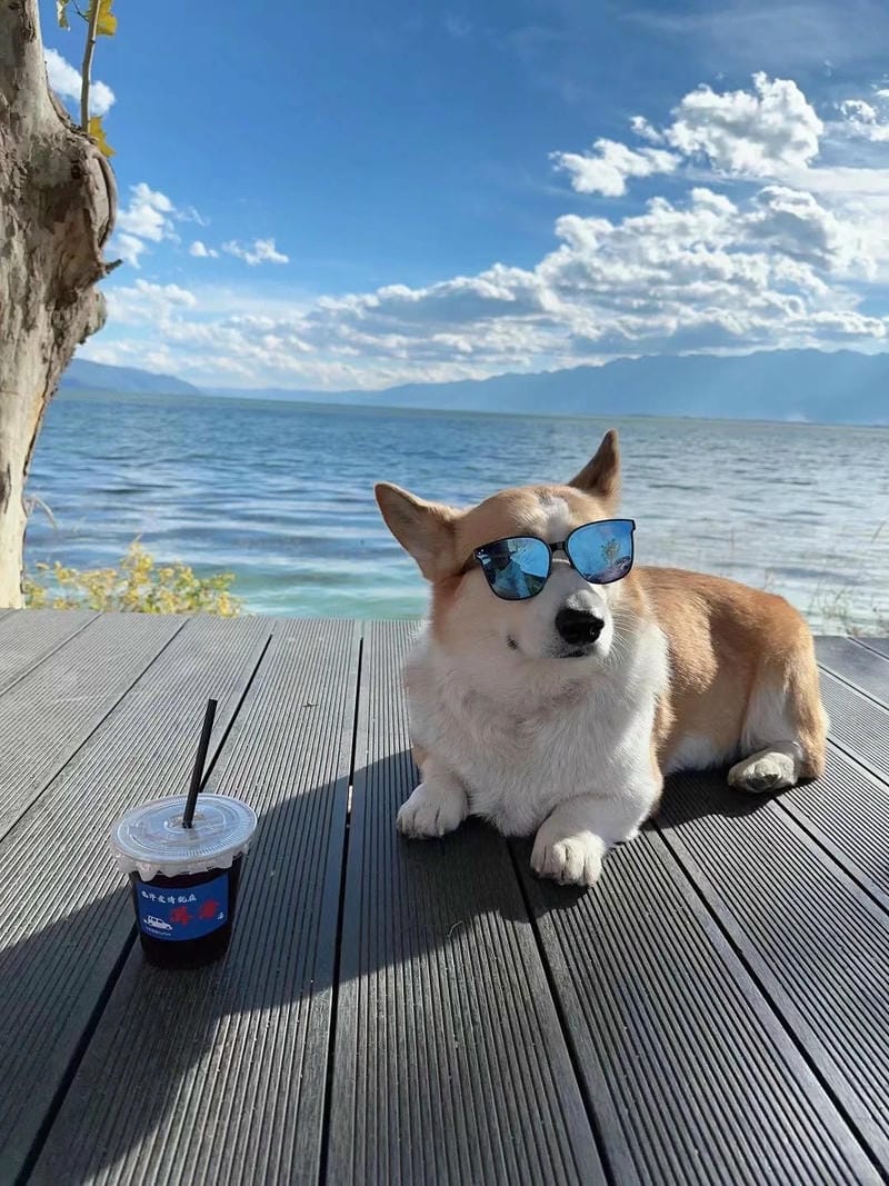 hinh-nen-corgi (22)