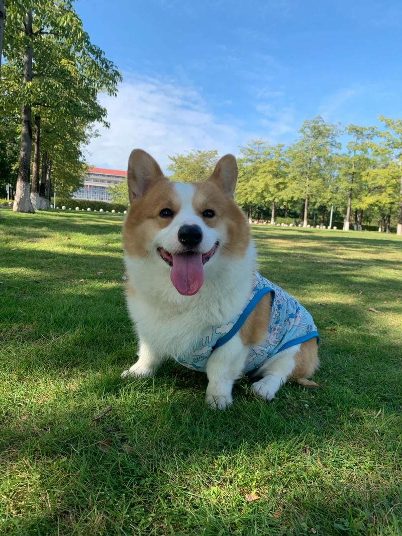 hinh-nen-corgi (29)