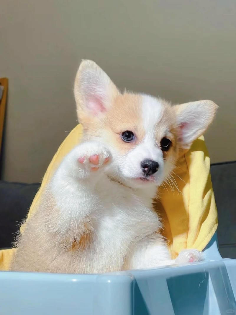hinh-nen-corgi (5)