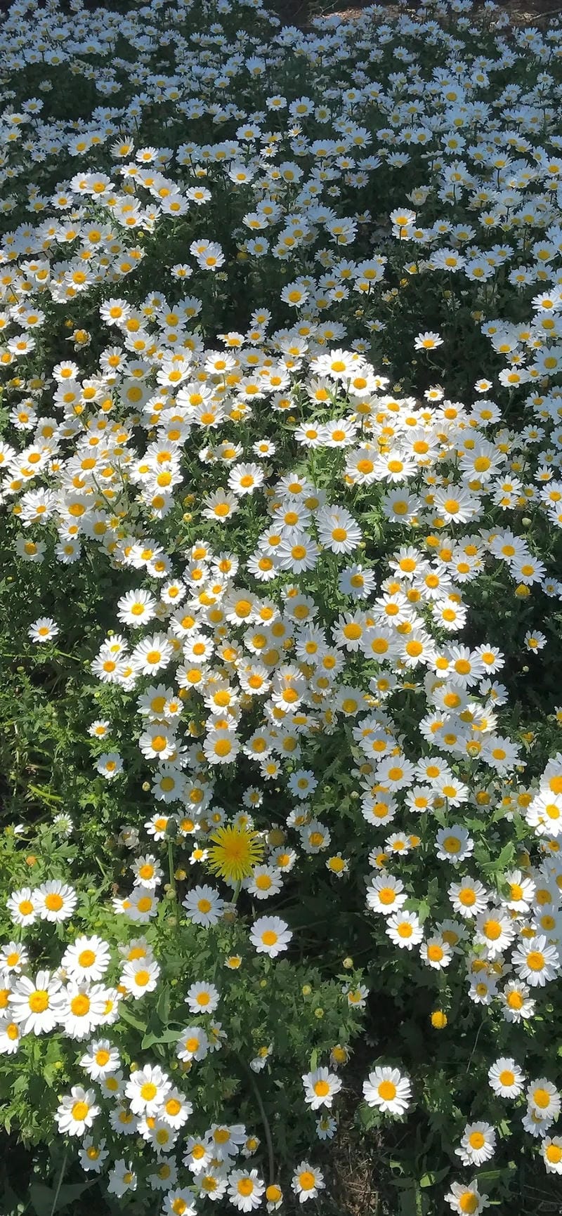 99+ Hình nền hoa baby phong cách Hàn Quốc cực xinh, cực chill