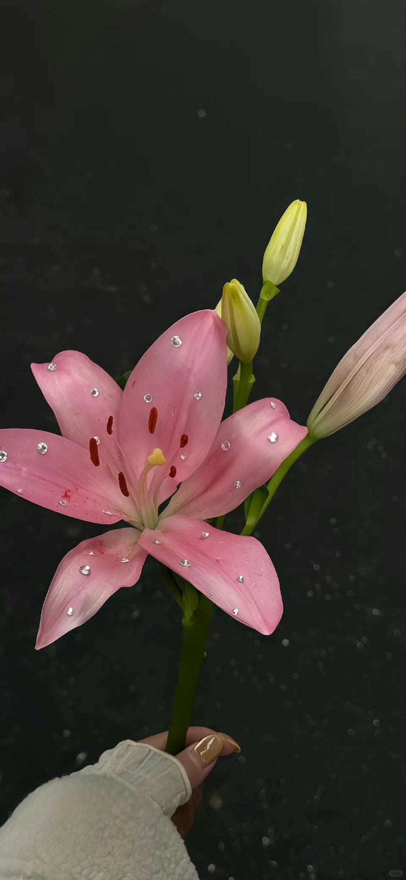 hinh-nen-hoa-lily (22)