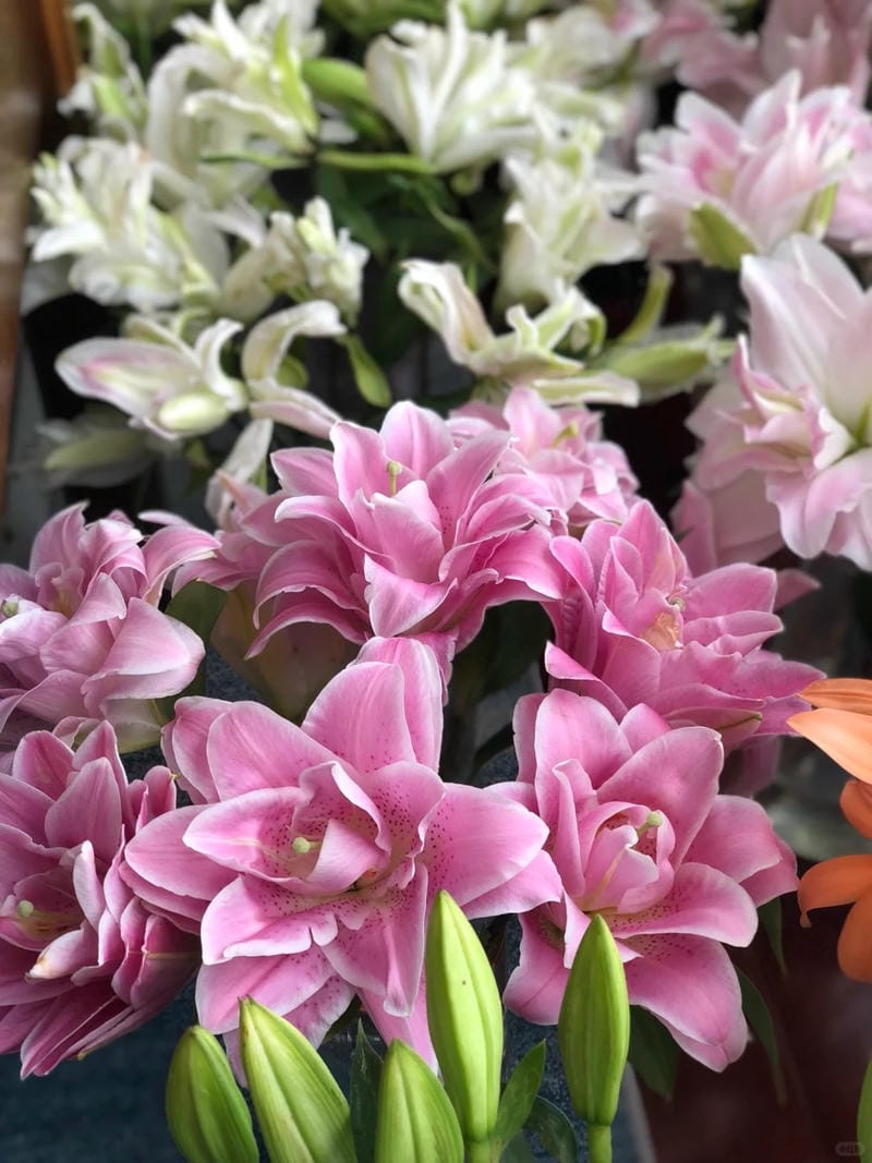 hinh-nen-hoa-lily (3)