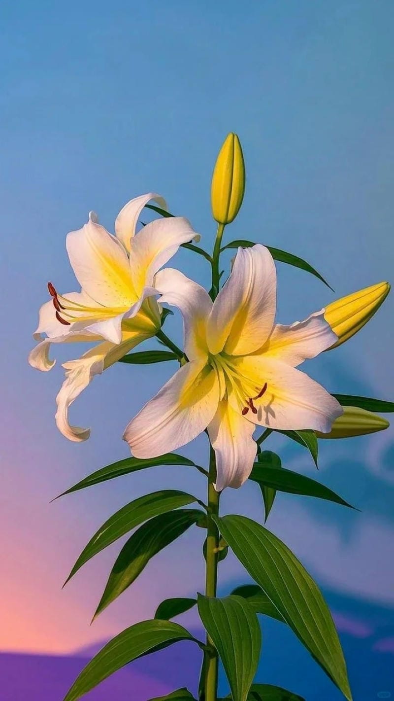 hinh-nen-hoa-lily (37)