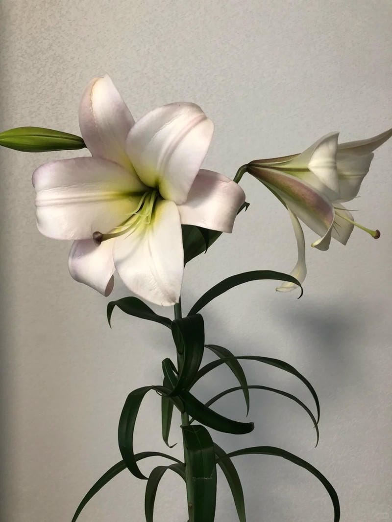 hinh-nen-hoa-lily (6)