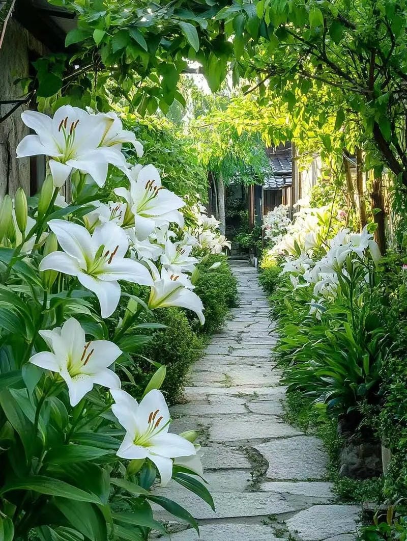 hinh-nen-hoa-lily (9)