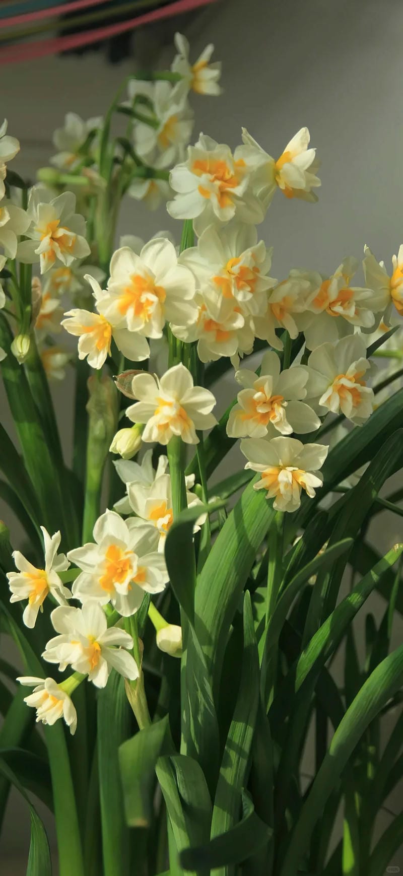 hinh-nen-hoa-thuy-tien (1)