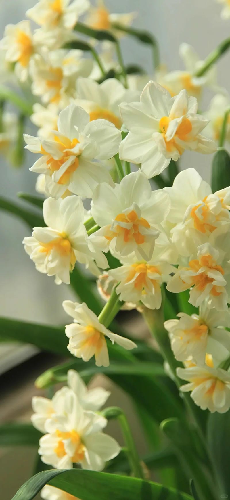 hinh-nen-hoa-thuy-tien (2)