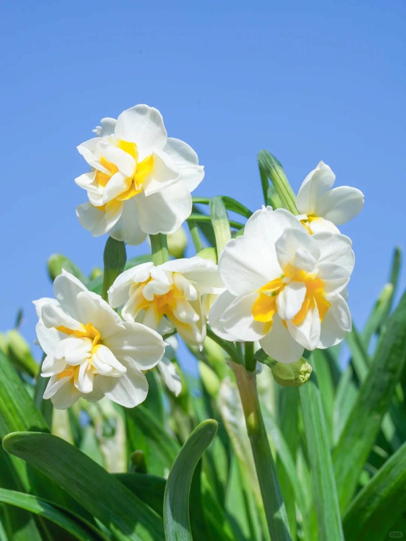 hinh-nen-hoa-thuy-tien (21)