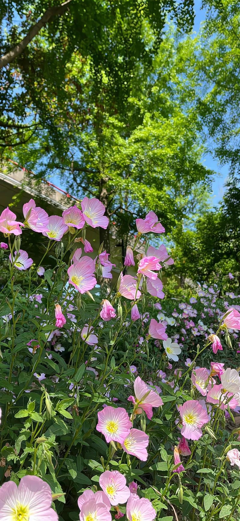 hinh-nen-hoa-thuy-tien (3)