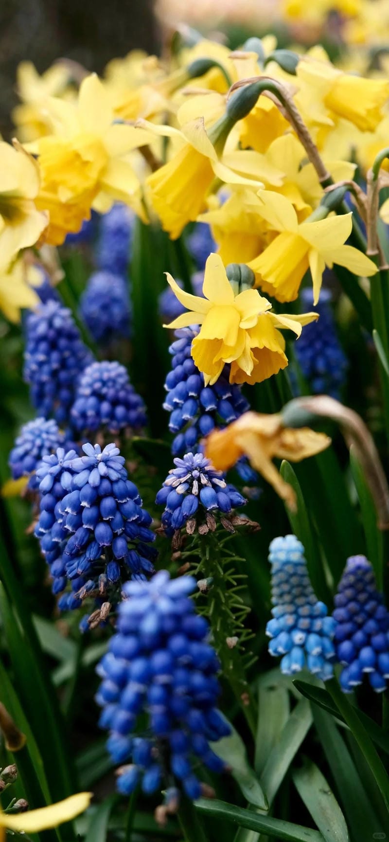 hinh-nen-hoa-thuy-tien (4)