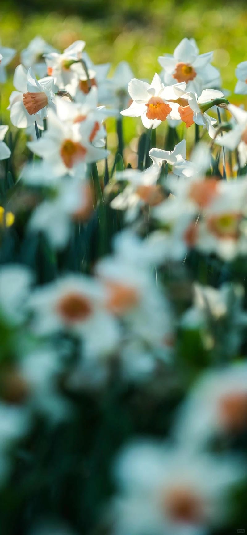 hinh-nen-hoa-thuy-tien (6)