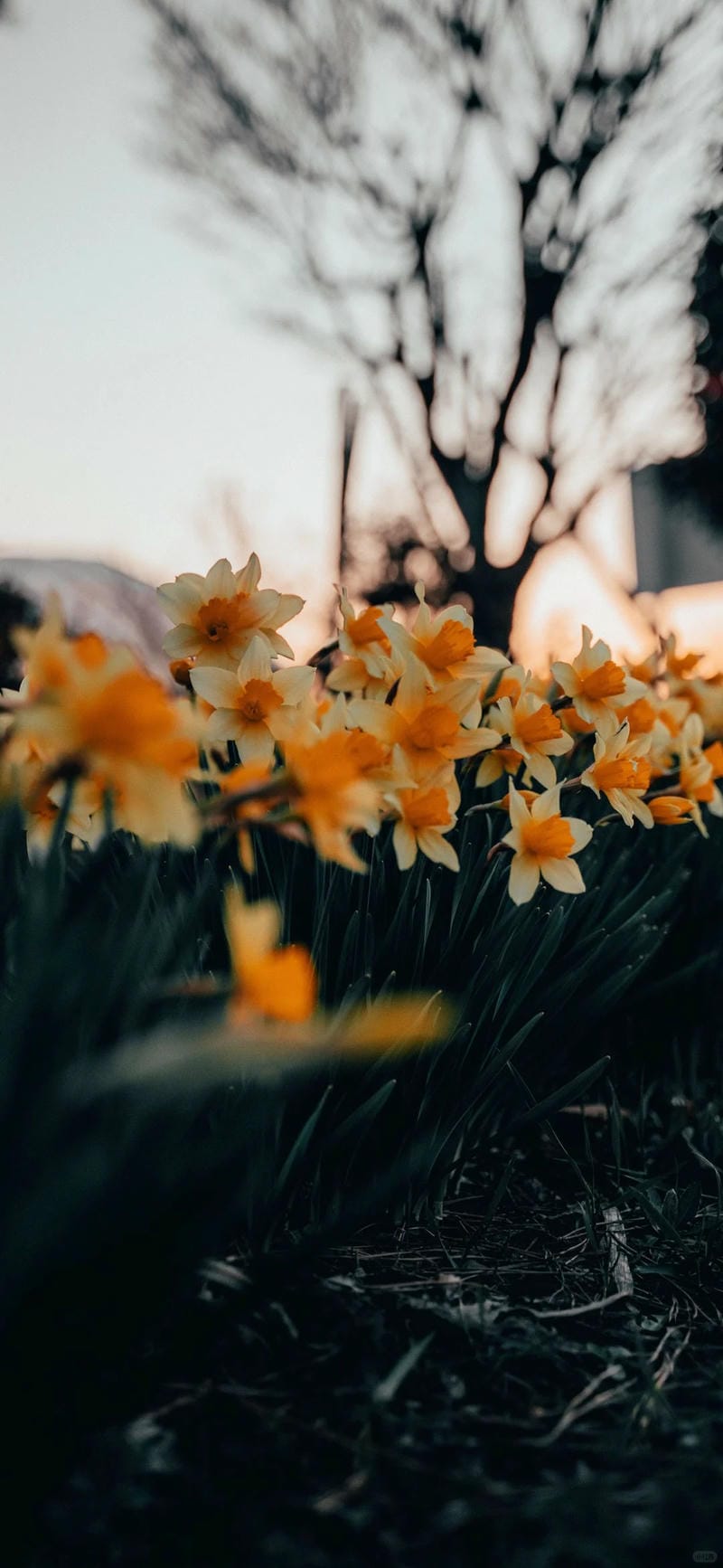 hinh-nen-hoa-thuy-tien (7)