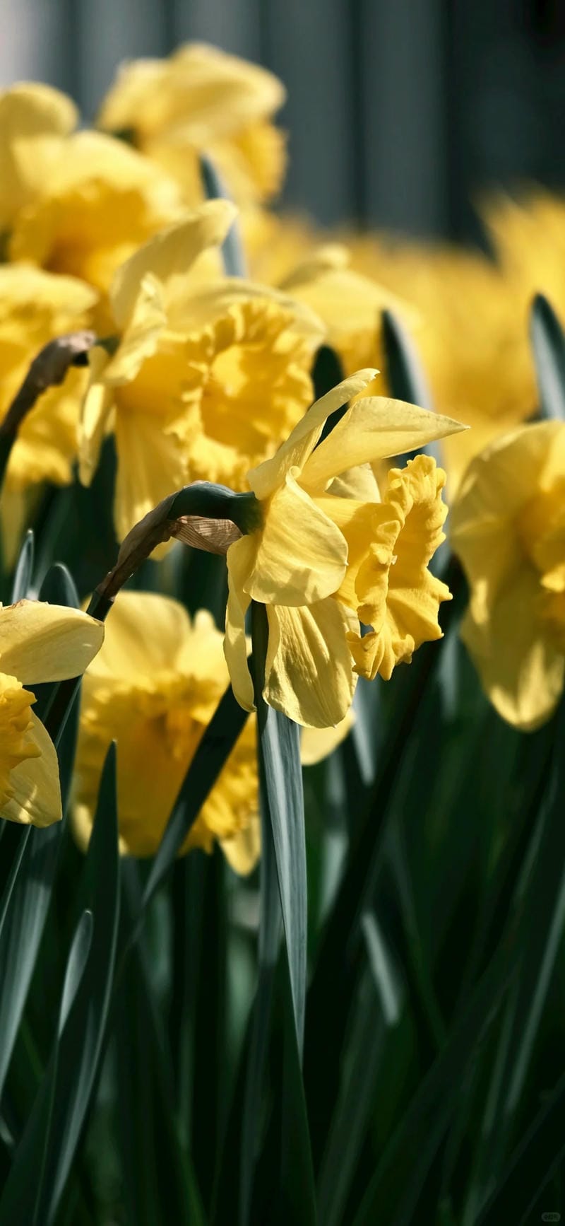 hinh-nen-hoa-thuy-tien (8)