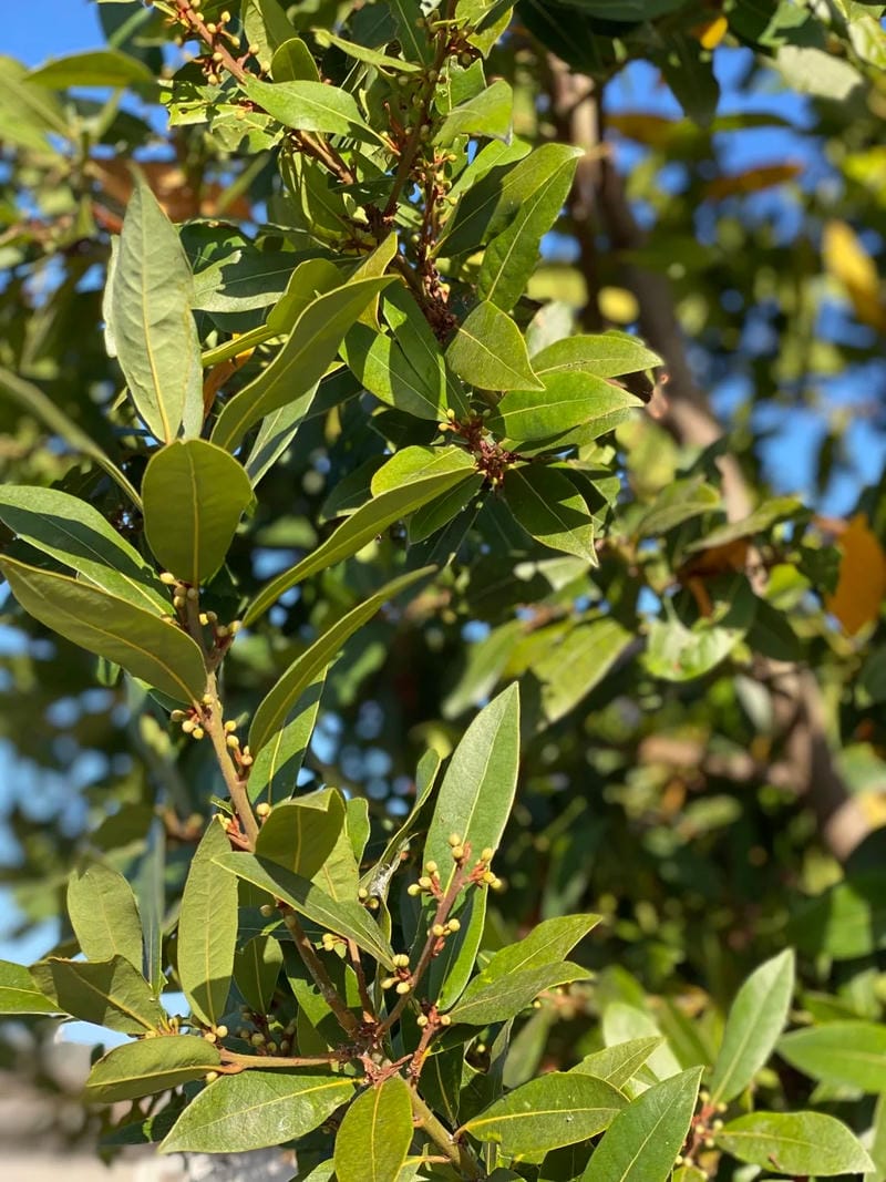 hinh-nen-la-nguyet-que (30)