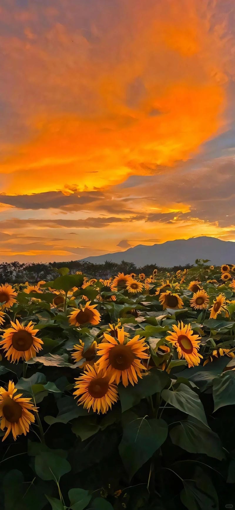 hinh-nen-mau-cam (14)