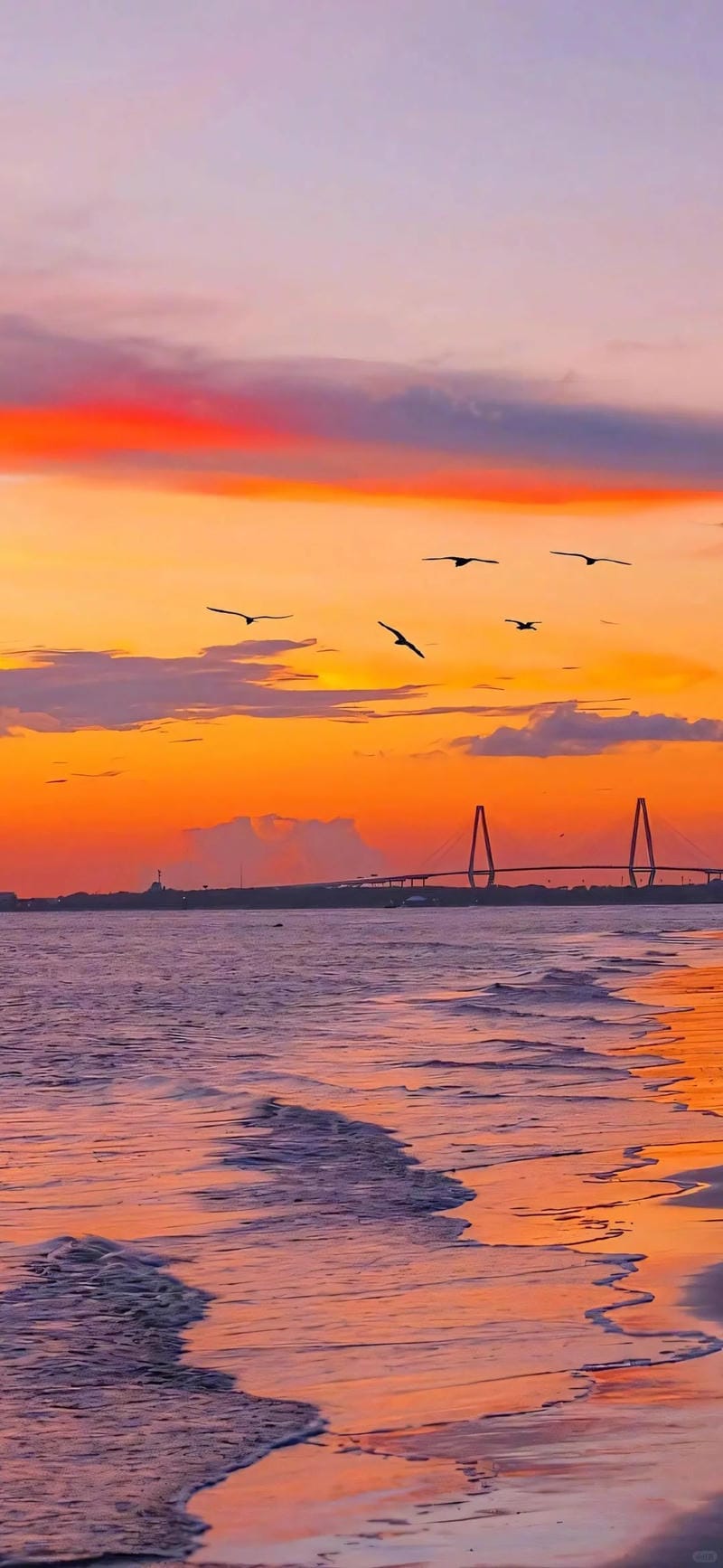 hinh-nen-mau-cam (17)