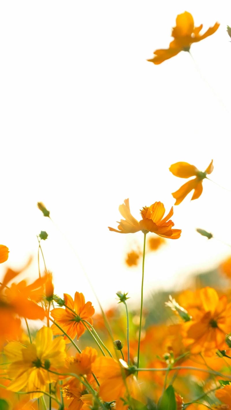 hinh-nen-mau-cam (24)