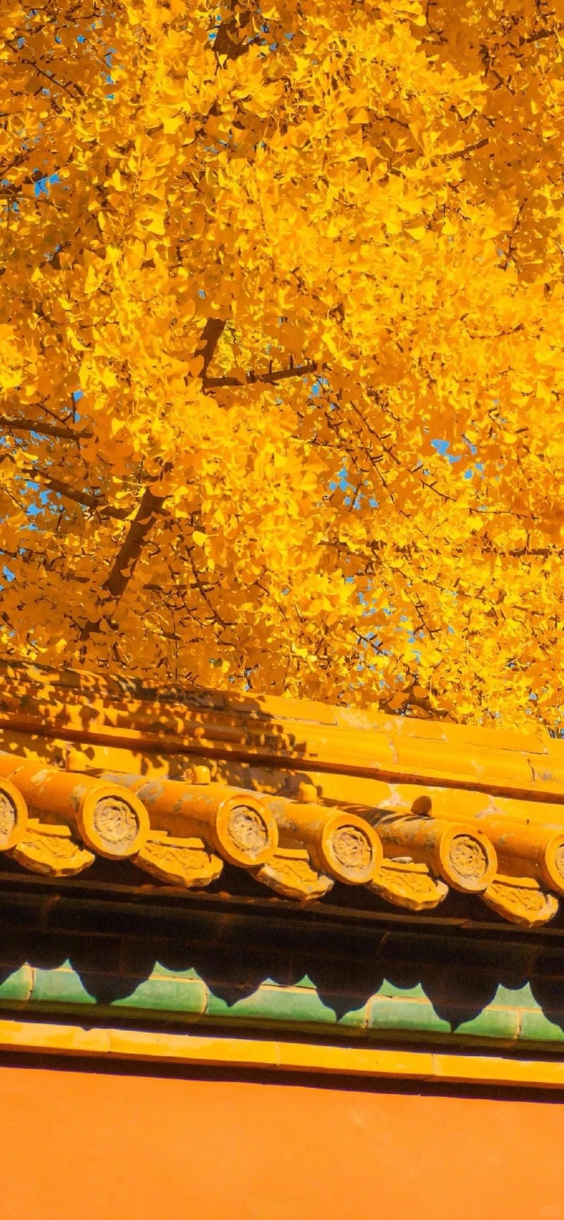 hinh-nen-mau-cam (27)