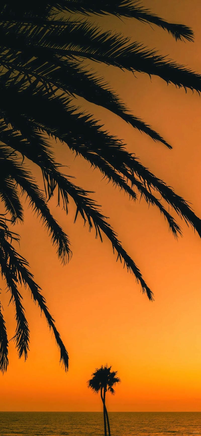 hinh-nen-mau-cam (30)