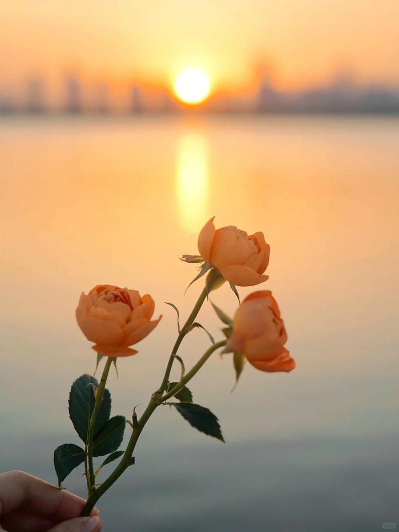 hinh-nen-mau-cam (37)