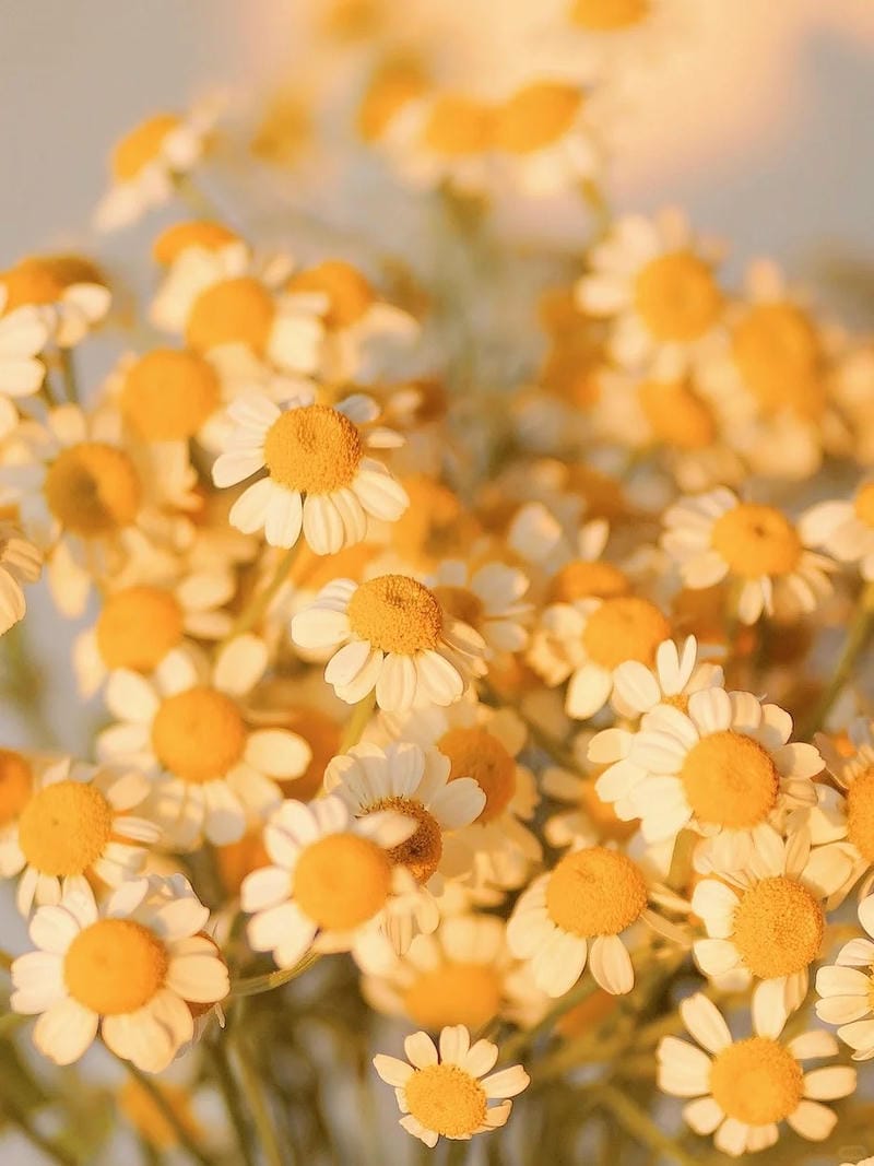 hinh-nen-mau-cam (38)